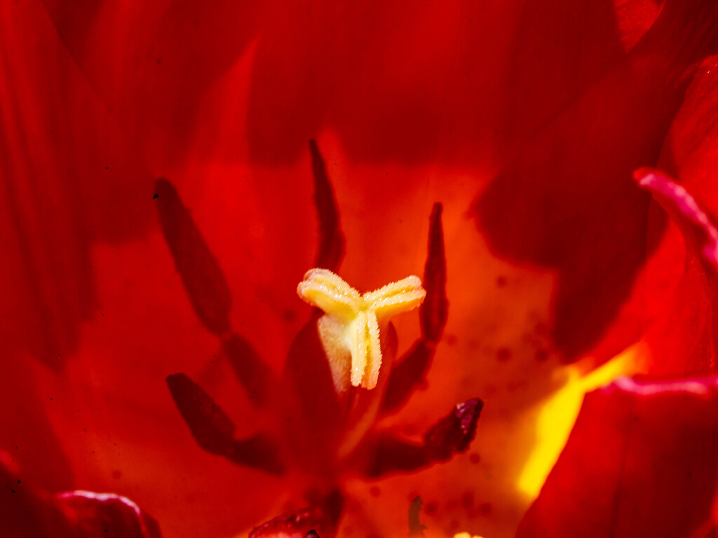 Tulips  by tosee