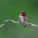 Rainy Day Red