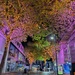 Trees by dragey74