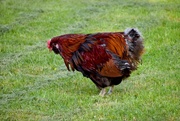 10th May 2025 - Neighbor's Rooster