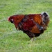 Neighbor's Rooster