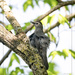Fluffy Gray Catbird