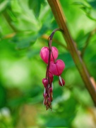 10th May 2025 - Bleeding Heart