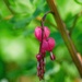 Bleeding Heart