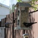 Red Wing Blackbird 