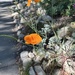 Poppy