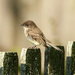 Eastern Phoebe