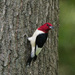 Red Headed Woodbecker