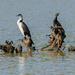 Three Shags