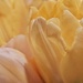 Tulip sunshine