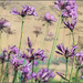 I love this colour sketch in Befunky