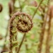 The Mundane Fern