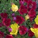 Mimulus