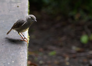 11th May 2025 - A little robin in Zealandia
