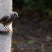 A little robin in Zealandia
