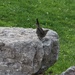 Shake a Tail Feather 