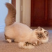 Fluff Attack