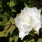 11th May 2025 - peony in the Japanese Garden