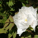 peony in the Japanese Garden