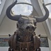 Ozzy the Bull