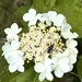 Viburnum