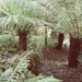 Tree Ferns.......