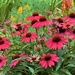 The colors have been spectacular at Hampton Park Gardens 
