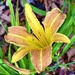 Day lily