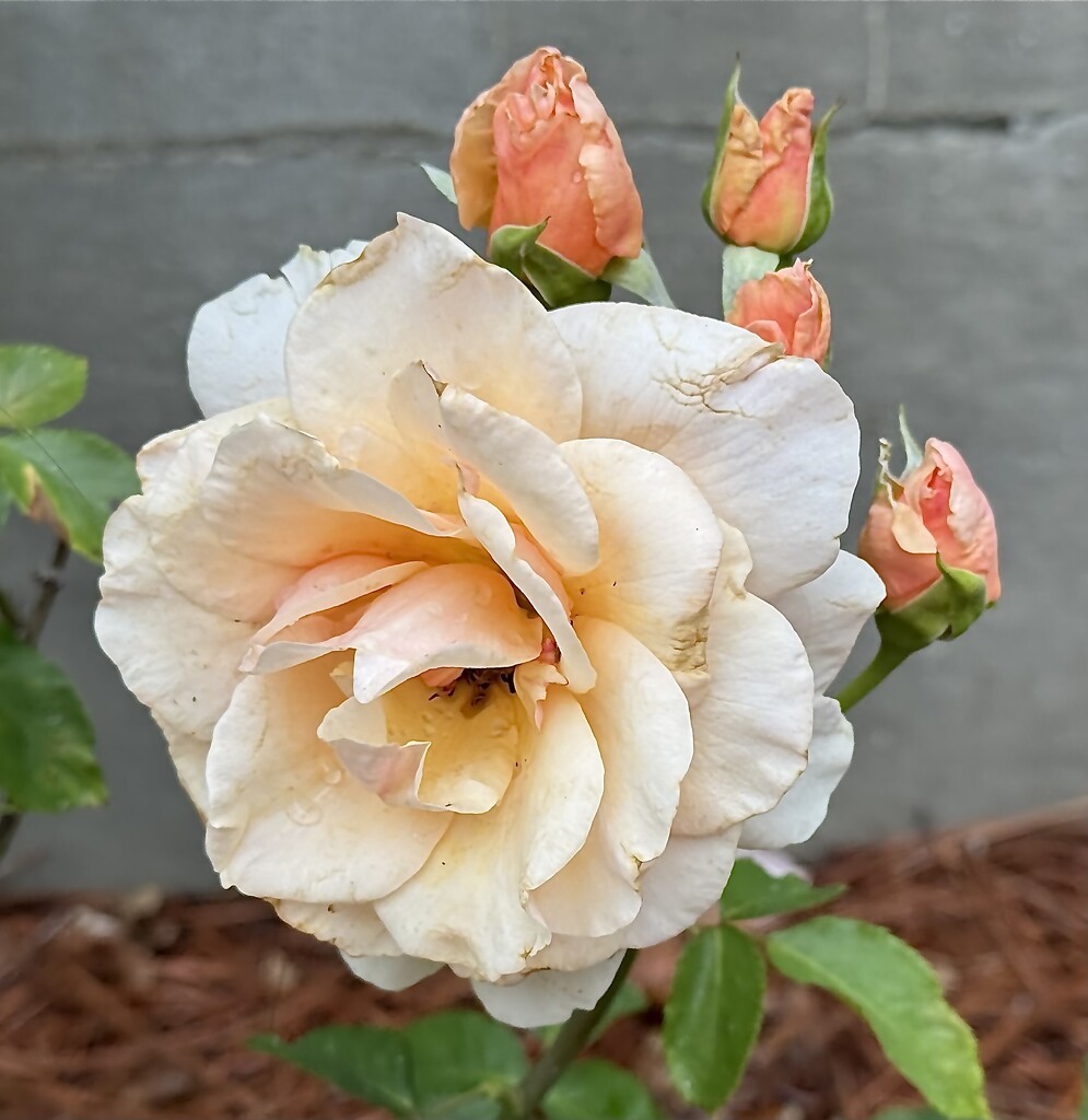 Peach colored rose  by congaree