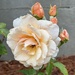 Peach colored rose 
