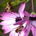 African daisy visitor~~~~