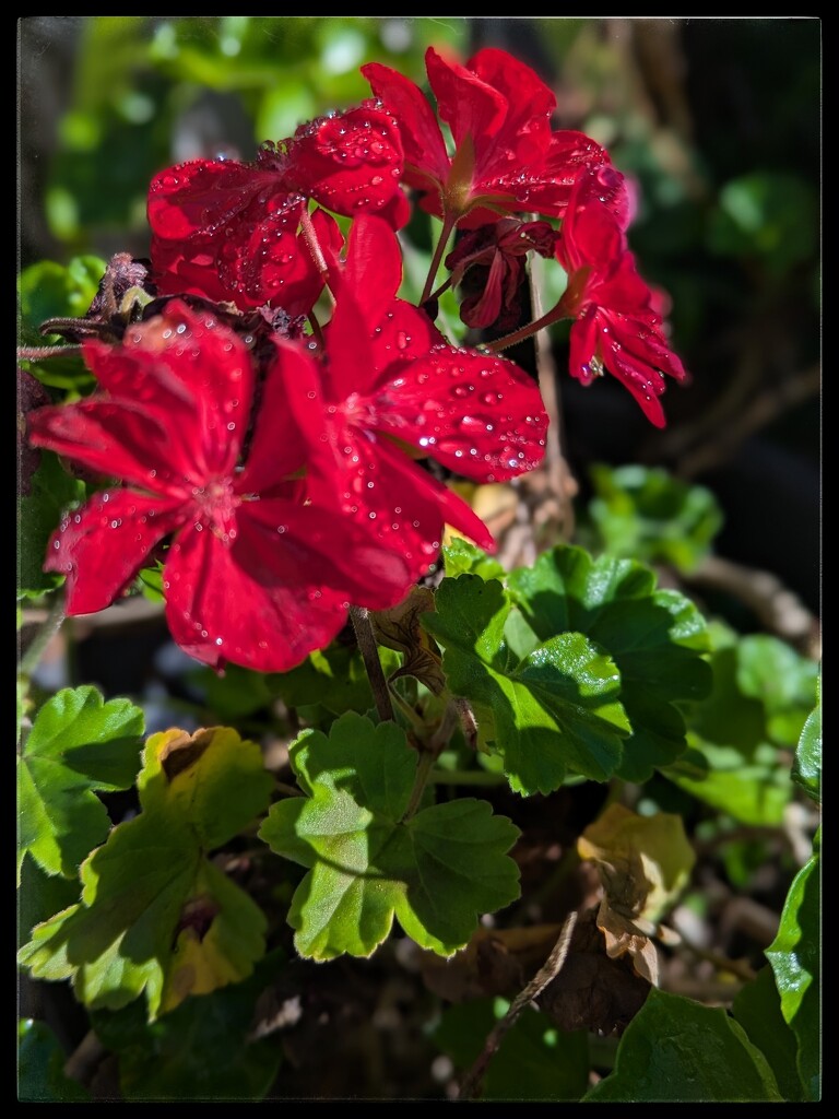 Raindrops on Red Geraniums by elf