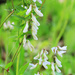 Wood Vetch