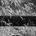 Fence rail and tall grass...