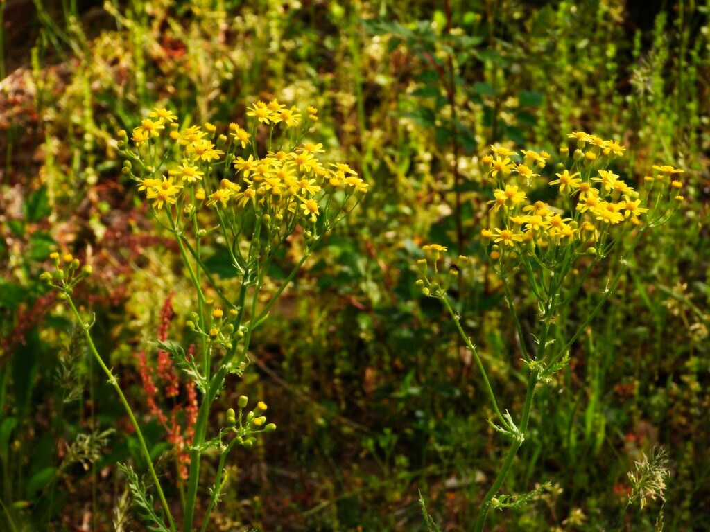 Weeds 'n wildflowers... by marlboromaam