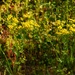Weeds 'n wildflowers...
