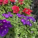 Purple and Red