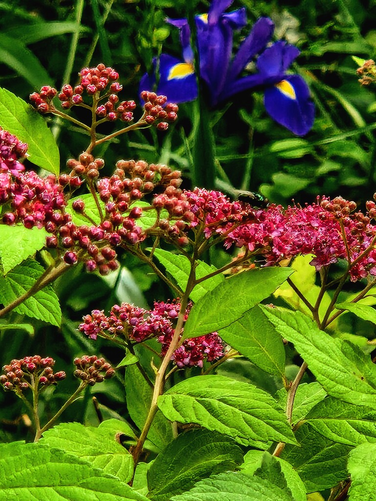 Golden Spirea About to Bloom (plus visitor) by alyclark