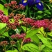 Golden Spirea About to Bloom (plus visitor)