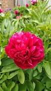 10th May 2025 - Red peony