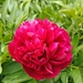 Red peony