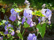 11th May 2025 - Iris - still in bloom