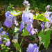 Iris - still in bloom