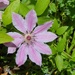 Clematis 