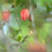 Chilean lantern~~~~