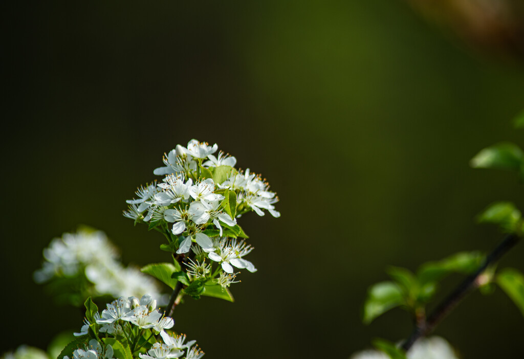 White blossoms by darchibald
