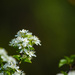 White blossoms