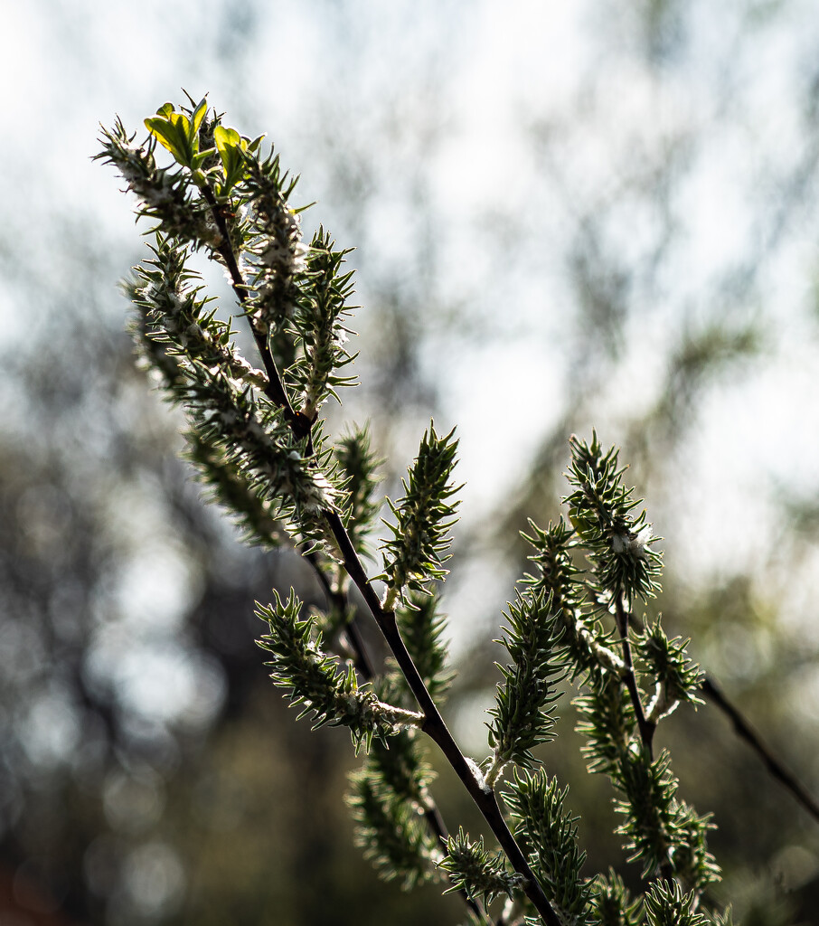 Pussy willow by darchibald