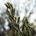 Pussy willow
