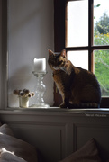 8th May 2025 - at the sunny window